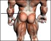 Glute-300x243.jpg