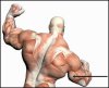 Middle-Tricep-1-300x243.jpg