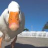 Goose